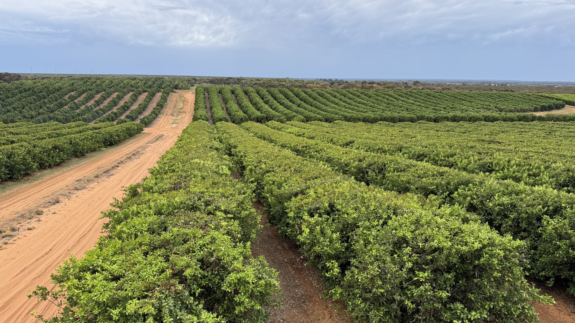 Cuarteles de huerto frutal hasta el horizonte
